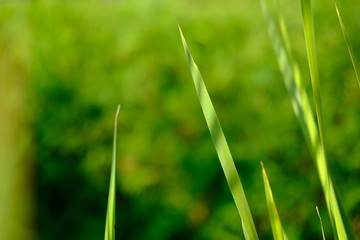 blur green leaf on bokeh background