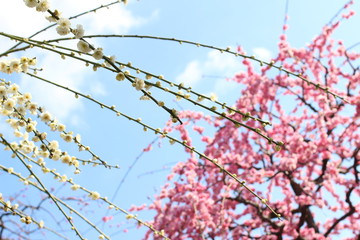 青空と満開の梅の花