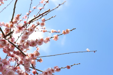 青空と満開の梅の花