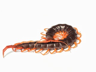 caterpillar on white background