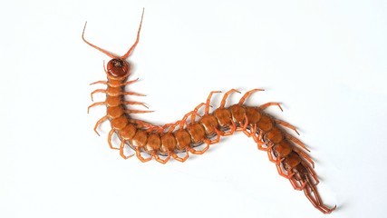caterpillar isolated on white background