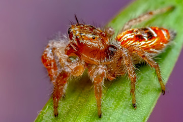 Close up  beautiful jumping spider  - Stock Image 