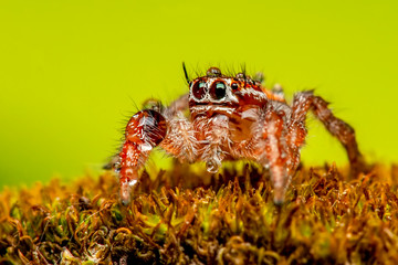Close up  beautiful jumping spider  - Stock Image 