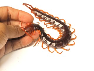 scorpion on white background
