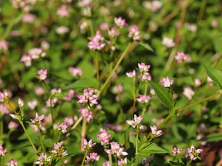 ミゾソバの花の群生