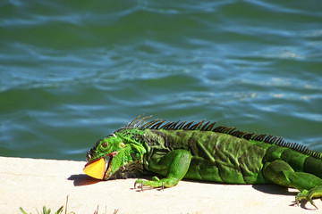 Leguan isst Pfirsich 