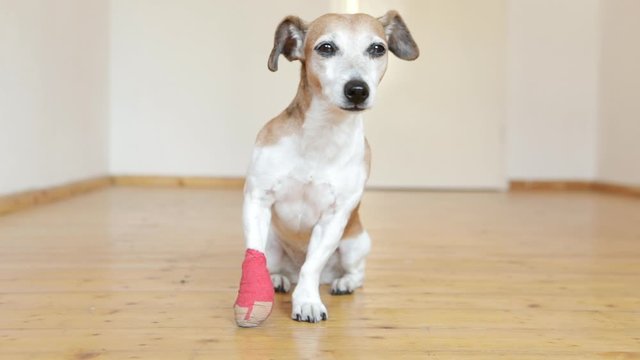 dog with a bandage on his paw sits in a bright room. Vet video footage