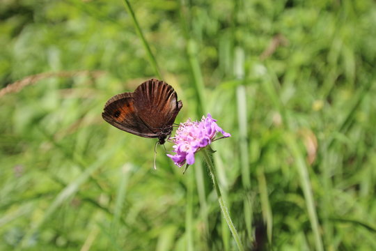 Schmetterling