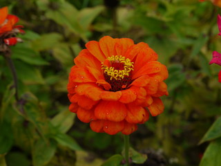 Цветок цинния оранжевая