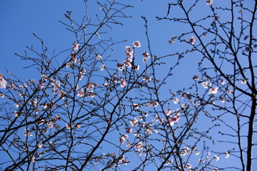 ジュウガツザクラ