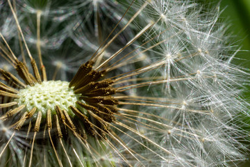 Pusteblume-Löwenzahn