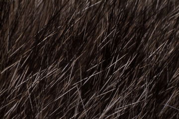 cat fur closeup