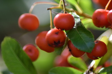 Roter Feuerdorn - Früchte