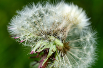 Pusteblume-Löwenzahn