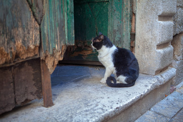 cat standing on the stone stairs of old house