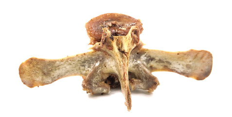 Animal vertebral bones isolated on white background. leftover food close-up