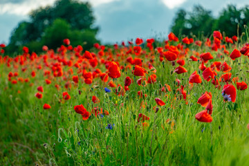 Kornblumen und Mohn