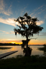 Daybreak at a central Florida lake with a dramatic cypress tree draped in spanish moss.