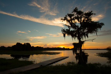 Daybreak at a central Florida lake with a dramatic cypress tree draped in spanish moss.