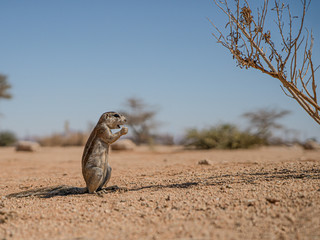 Desert Squirrel