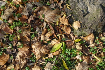 Brown fallen leaves of maple near grey stone in October
