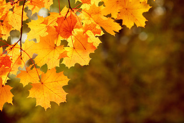Naklejka na ściany i meble Bright autumn mapple leaves on dark background, beautiful lighting