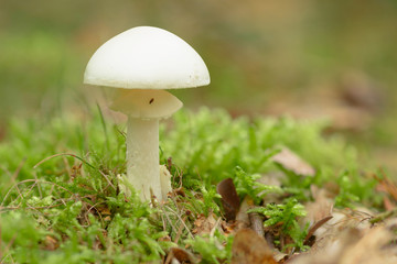 The Death Cap - Amanita phalloides