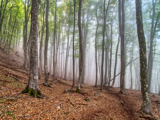 Obraz premium Fog in the beech forest at slope of Chatyrdag, Crimea.