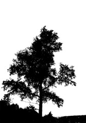 Black tree silhouette. Card with copy space. Isolated on white background. Vector nature illustration