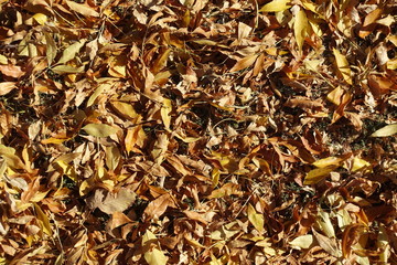 Orange and brown fallen leaves on the ground from above