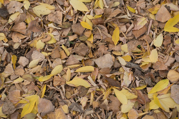 Various fallen leaves on the ground in autumn