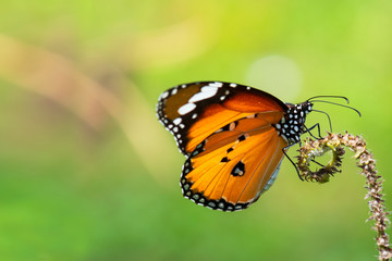 Beautiful orange butterfly  on a flower, nature, garden flowers.