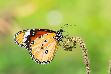Obraz na płótnie Canvas Beautiful orange butterfly on a flower, nature, garden flowers.