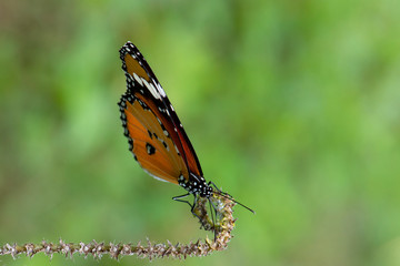 Beautiful orange butterfly  on a flower, nature, garden flowers.