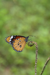 Fototapeta na wymiar Beautiful orange butterfly on a flower, nature, garden flowers.