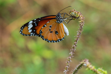 Fototapeta na wymiar Beautiful orange butterfly on a flower, nature, garden flowers.