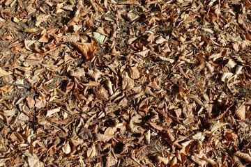 View of fallen leaves on the ground in autumn