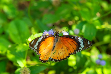 Beautiful orange butterfly  on a flower, nature, garden flowers.