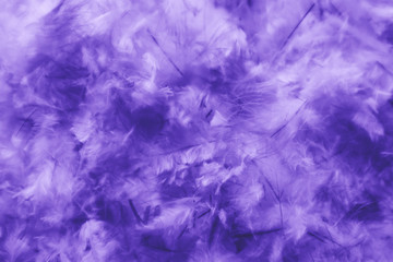 Beautiful abstract pink and purple feathers on darkness background and colorful soft white blue...