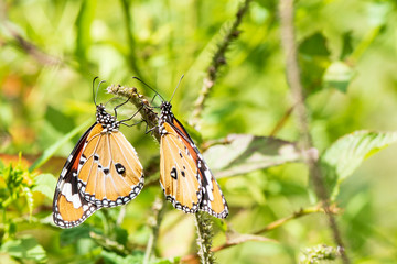 Two butterfly on a flower, nature, garden flowers.