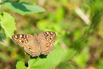 Butterfly Brown Beautiful , Eating food in nature, garden flowers.