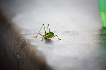 Grillo