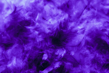 Beautiful abstract pink and purple feathers on darkness background and colorful soft white blue feather texture pattern