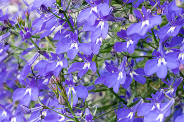 Fototapeta na wymiar bunch of violet garden flowers, Norway
