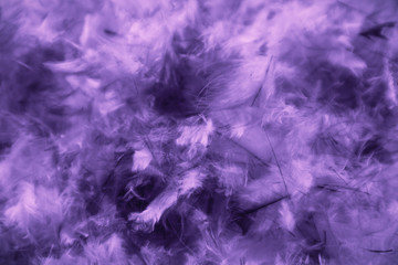 Fototapeta premium Beautiful abstract pink and purple feathers on darkness background and colorful soft white blue feather texture pattern