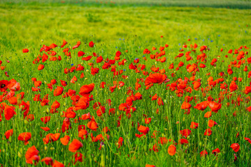 Kornblumen und Mohn
