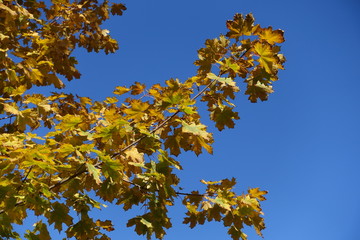 Thin branch of maple with autumnal foliage against blue sky