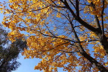Vibrant orange leaves on branches of maple against blue sky in October