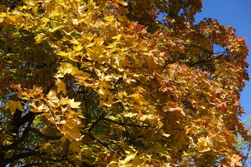 Yellow and orange autumnal leafage of maple against blue sky