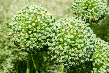 Giant Onion ruiting umbels. Allium giganteum seed heads